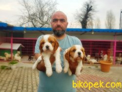 CAVALİER KİNG CHARLES YAVRU 5