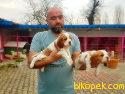 CAVALİER KİNG CHARLES YAVRU 4