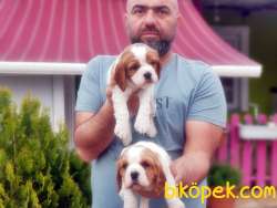 CAVALİER KİNG CHARLES YAVRU 2