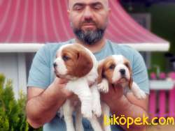 CAVALİER KİNG CHARLES YAVRU 4