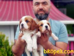 CAVALİER KİNG CHARLES YAVRU 3