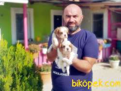 CAVALİER KİNG CHARLES YAVRU 4