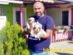 CAVALİER KİNG CHARLES YAVRU 5