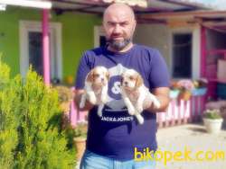 CAVALİER KİNG CHARLES YAVRU 3