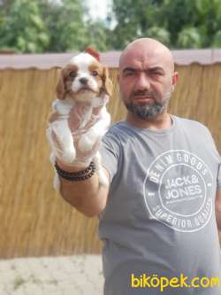 CAVALİER KİNG CHARLES YAVRU 1