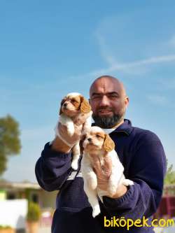 CAVALİER KİNG CHARLES YAVRU 4