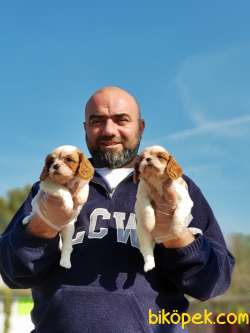 CAVALİER KİNG CHARLES YAVRU 3