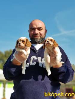 CAVALİER KİNG CHARLES YAVRU 1