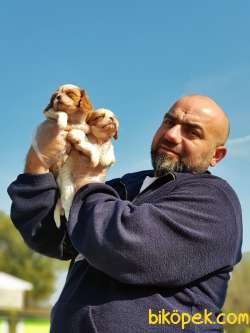 CAVALİER KİNG CHARLES YAVRU 2