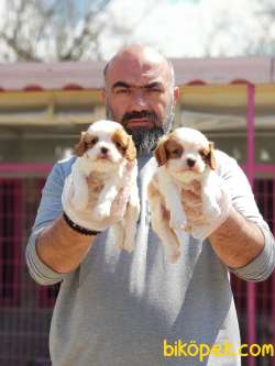 CAVALİER KİNG CHARLES YAVRU 4