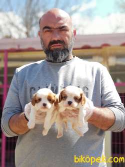 CAVALİER KİNG CHARLES YAVRU 3