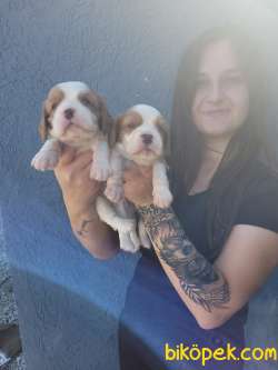 Cavalier King Charles Yavru (Bursa Köpek Okulu) 2