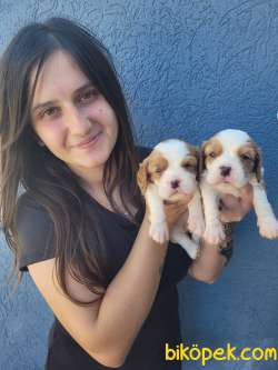 Cavalier King Charles Yavru (Bursa Köpek Okulu) 1