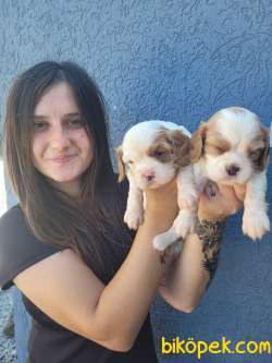 Cavalier King Charles Yavru (Bursa Köpek Okulu) 3