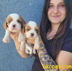 Cavalier King Charles Yavru (Bursa Köpek Okulu) 1