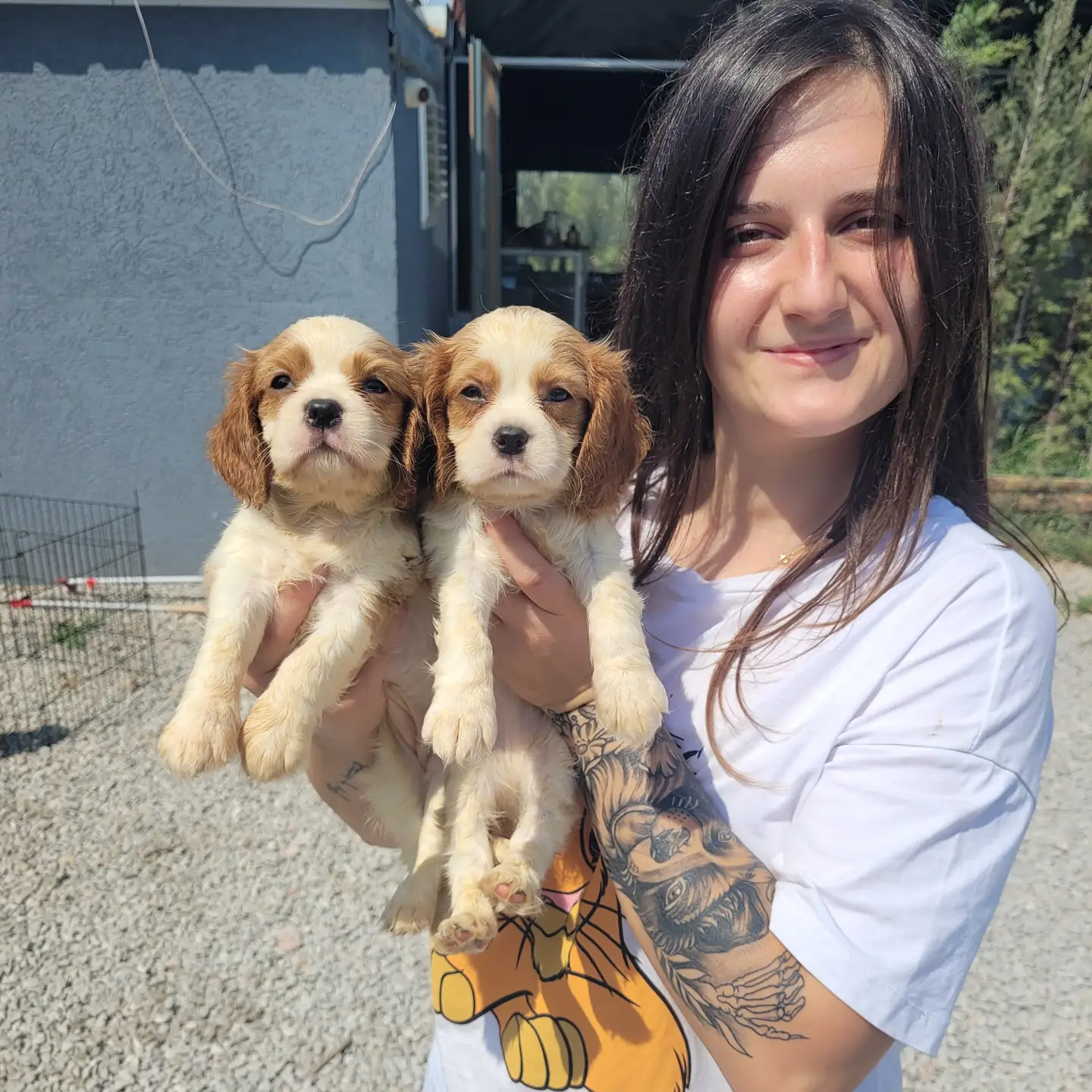 Cavalier King Charles Yavru (Bursa Köpek Okulu) 1
