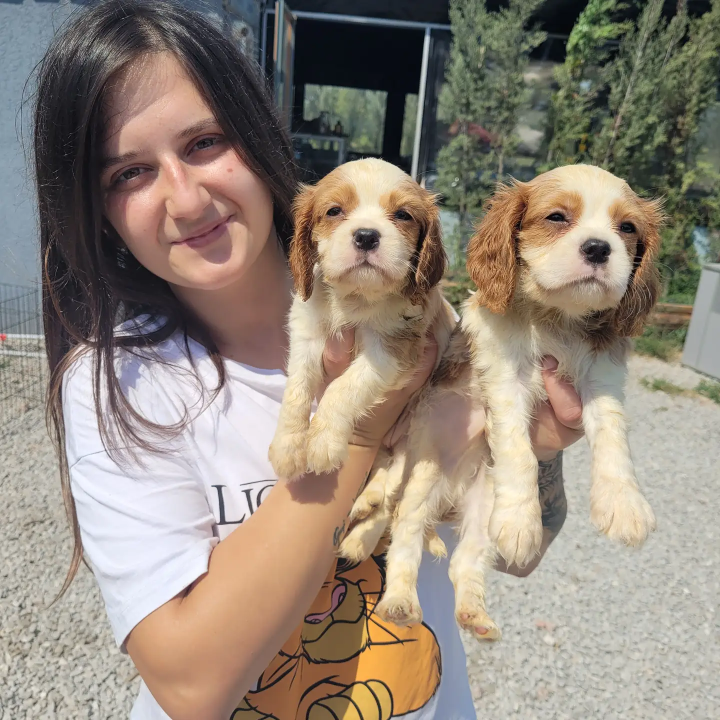Cavalier King Charles Yavru (Bursa Köpek Okulu) 2