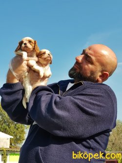 CAVALİER KİNG CHARLES YAVRULAR 2