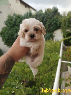 Cavalier King Charles Yavrular 2