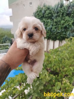 Cavalier King Charles Yavrular 1
