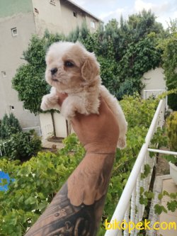 Cavalier King Charles Yavrular 4