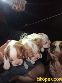CAVALİER KING CHARLES YAVRULAR 3