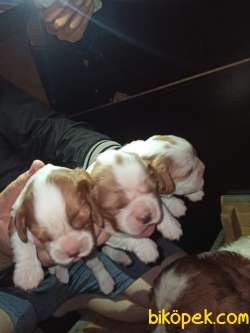 CAVALİER KING CHARLES YAVRULAR 1