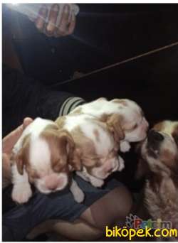 CAVALİER KING CHARLES YAVRULAR 2