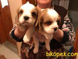 CAVALİER KING CHARLES YAVRULAR 2