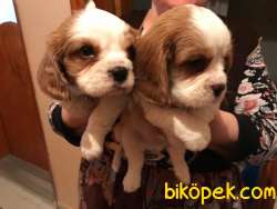 CAVALİER KING CHARLES YAVRULAR 3