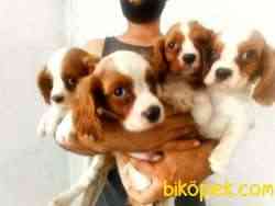 CAVALİER KING CHARLES YAVRULAR 1