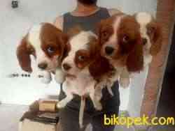 CAVALİER KING CHARLES YAVRULAR 2