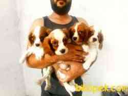 CAVALİER KING CHARLES YAVRULAR 3