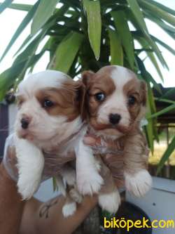 CAVALİER KING CHARLES YAVRULAR 2