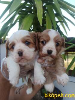 CAVALİER KING CHARLES YAVRULAR 1