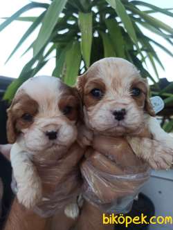 CAVALİER KING CHARLES YAVRULAR 3