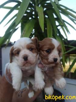 CAVALİER KING CHARLES YAVRULAR 1