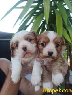 CAVALİER KING Charles Yavrular 4