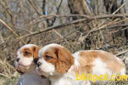 CAVALİER KING CHARLES YAVRULAR 4