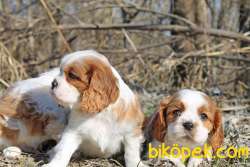 CAVALİER KING CHARLES YAVRULAR 3