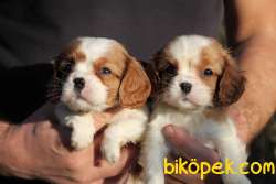 CAVALİER KING CHARLES YAVRULAR 1