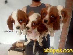 CAVALİER KING CHARLES YAVRULAR 3
