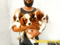 CAVALİER KING CHARLES YAVRULAR 2