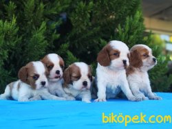 Cavalier King Charles Yavrular - Safkan 1