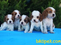 Cavalier King Charles Yavrular - Safkan 2