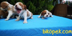 Cavalier King Charles Yavrular - Safkan 4