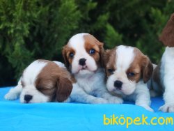 Cavalier King Charles Yavrular - Safkan 3