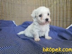 Cavalier King Charles Yavruları 3