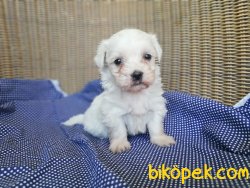 Cavalier King Charles Yavruları 2
