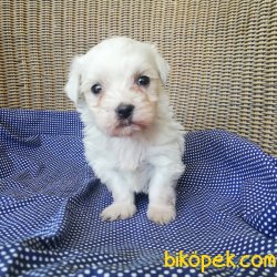 Cavalier King Charles Yavruları 1